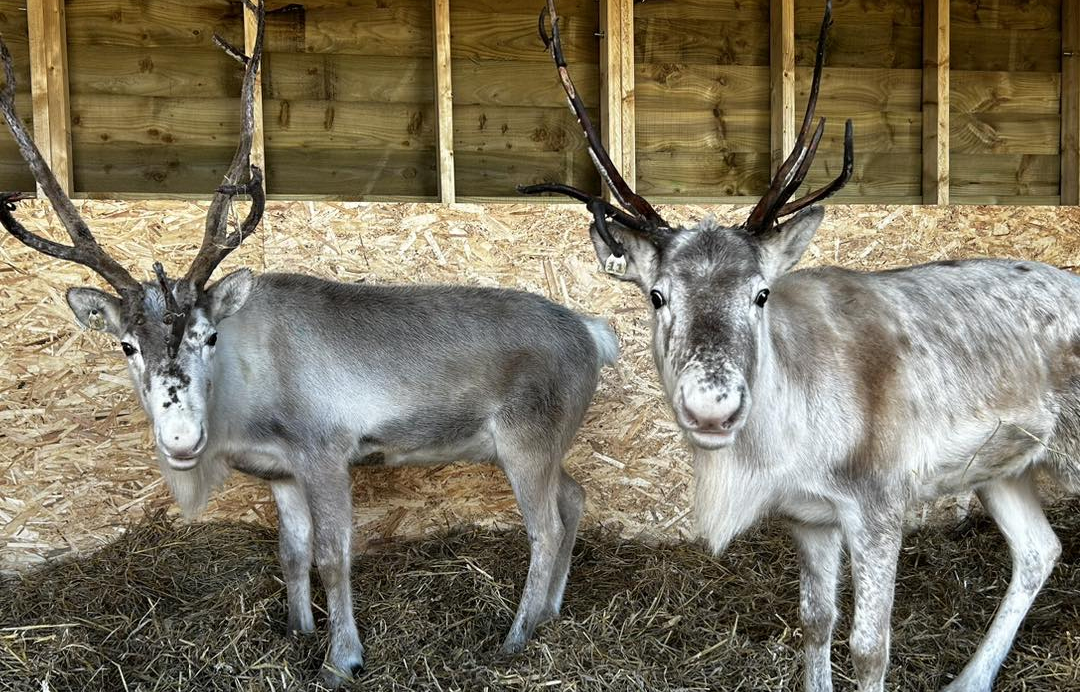 Meet Henry & Hector Real Reindeers At Christmas In The West Midlands