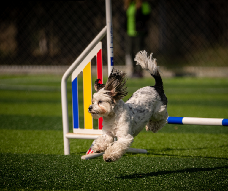 Alderford's Dog Show
