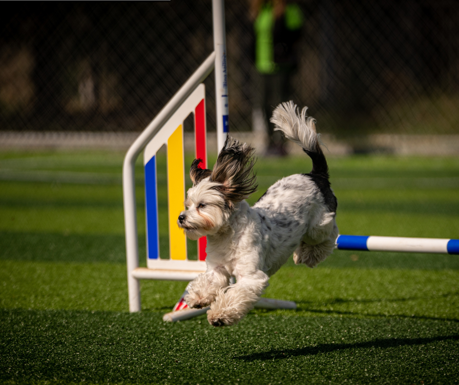 Dog Show