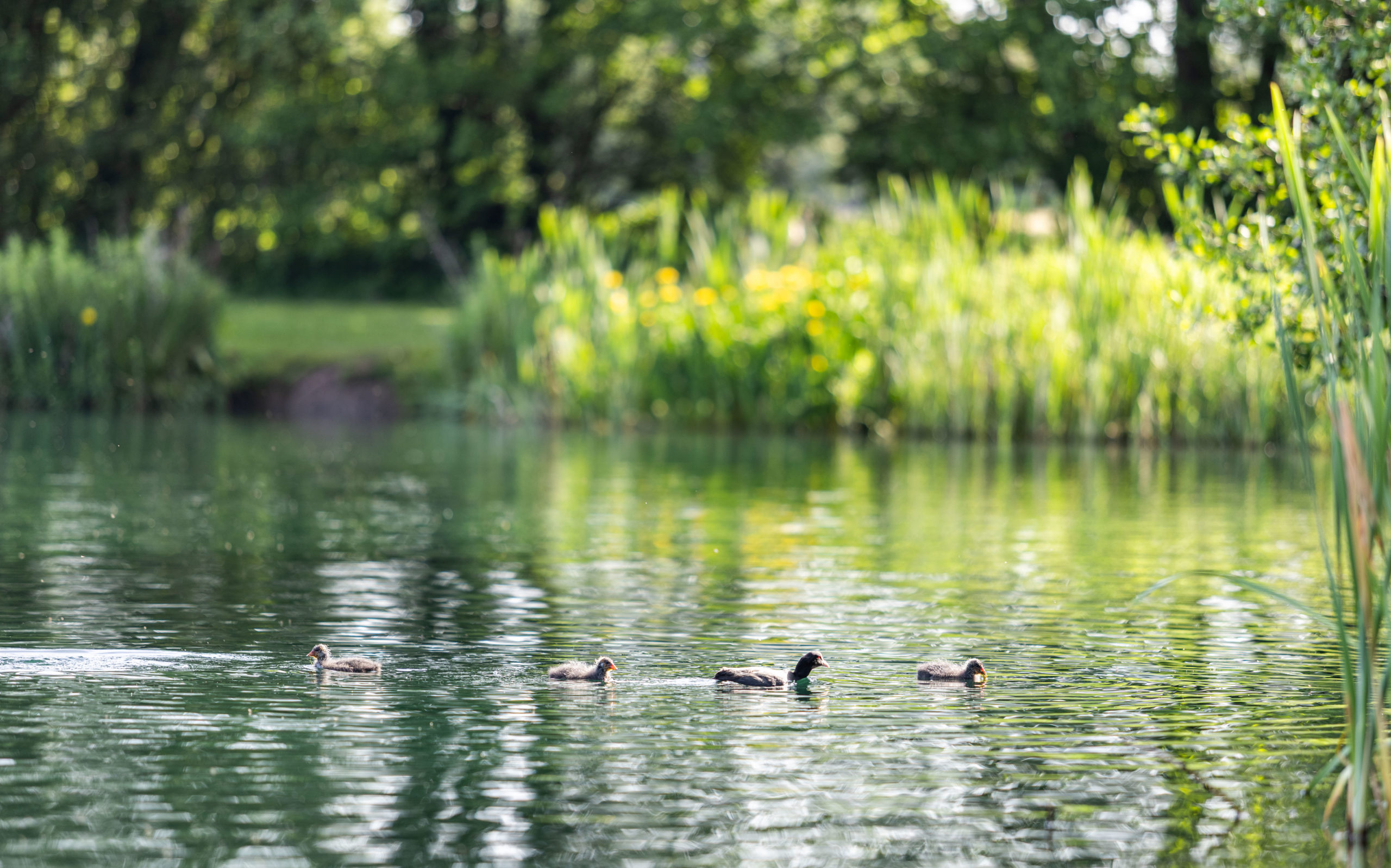 Alderford Lake