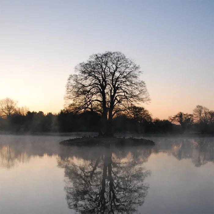 A bare tree stands on an island in still water, with its reflection visible.
